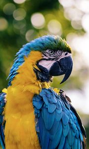 Preview wallpaper macaw, parrot, bird, color