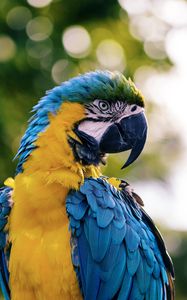 Preview wallpaper macaw, parrot, bird, color