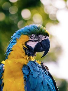 Preview wallpaper macaw, parrot, bird, color