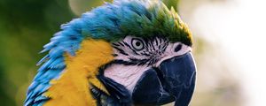 Preview wallpaper macaw, parrot, bird, color