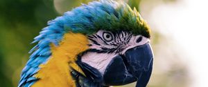 Preview wallpaper macaw, parrot, bird, color