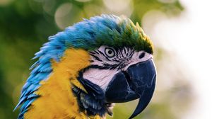 Preview wallpaper macaw, parrot, bird, color
