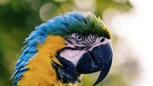 Preview wallpaper macaw, parrot, bird, color