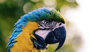 Preview wallpaper macaw, parrot, bird, color