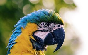 Preview wallpaper macaw, parrot, bird, color