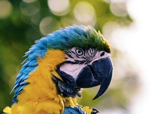 Preview wallpaper macaw, parrot, bird, color