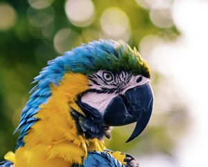 Preview wallpaper macaw, parrot, bird, color