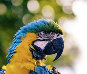Preview wallpaper macaw, parrot, bird, color