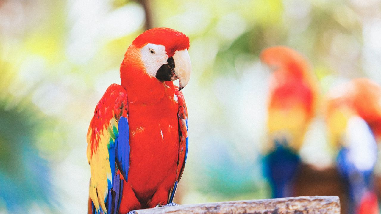 Wallpaper macaw, parrot, bird