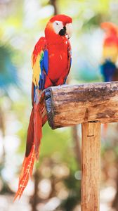 Preview wallpaper macaw, parrot, bird