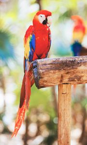 Preview wallpaper macaw, parrot, bird