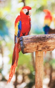 Preview wallpaper macaw, parrot, bird