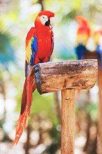 Preview wallpaper macaw, parrot, bird