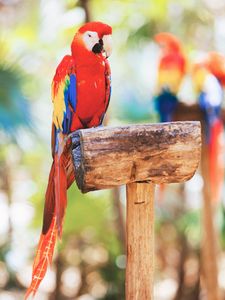 Preview wallpaper macaw, parrot, bird