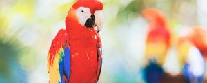 Preview wallpaper macaw, parrot, bird