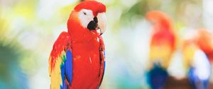 Preview wallpaper macaw, parrot, bird