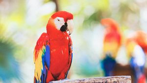 Preview wallpaper macaw, parrot, bird