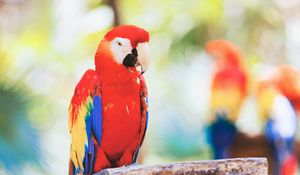 Preview wallpaper macaw, parrot, bird