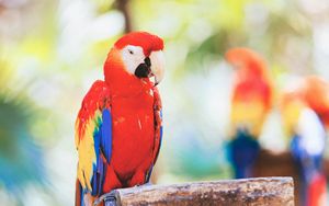 Preview wallpaper macaw, parrot, bird