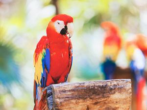 Preview wallpaper macaw, parrot, bird