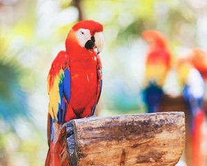 Preview wallpaper macaw, parrot, bird