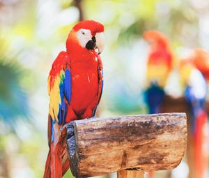 Preview wallpaper macaw, parrot, bird