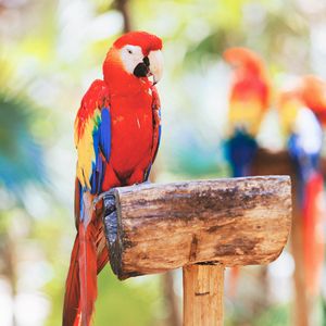 Preview wallpaper macaw, parrot, bird