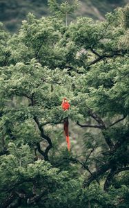 Preview wallpaper macaw, parrot, bird, exotic