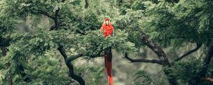 Preview wallpaper macaw, parrot, bird, exotic