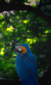 Preview wallpaper macaw, parrot, bird, jungle