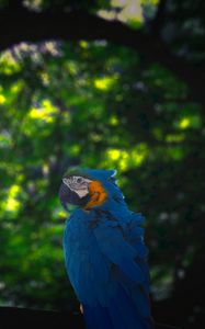 Preview wallpaper macaw, parrot, bird, jungle