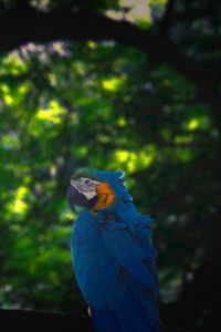 Preview wallpaper macaw, parrot, bird, jungle