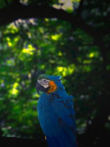 Preview wallpaper macaw, parrot, bird, jungle