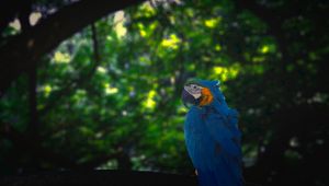 Preview wallpaper macaw, parrot, bird, jungle