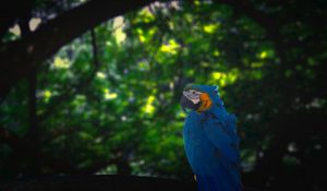 Preview wallpaper macaw, parrot, bird, jungle