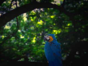 Preview wallpaper macaw, parrot, bird, jungle