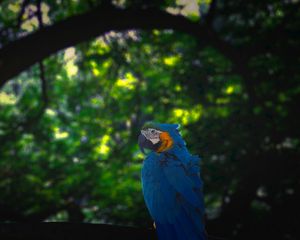 Preview wallpaper macaw, parrot, bird, jungle