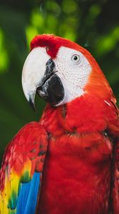 Preview wallpaper macaw, parrot, bird, color, bright, beak
