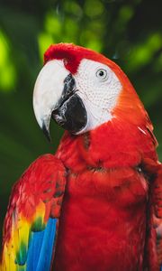 Preview wallpaper macaw, parrot, bird, color, bright, beak