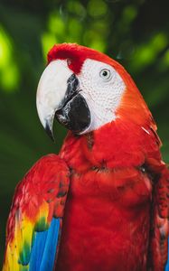 Preview wallpaper macaw, parrot, bird, color, bright, beak