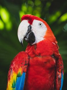 Preview wallpaper macaw, parrot, bird, color, bright, beak