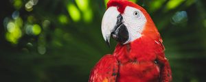 Preview wallpaper macaw, parrot, bird, color, bright, beak