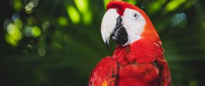 Preview wallpaper macaw, parrot, bird, color, bright, beak