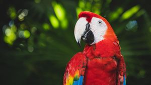 Preview wallpaper macaw, parrot, bird, color, bright, beak