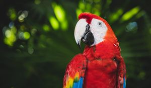 Preview wallpaper macaw, parrot, bird, color, bright, beak