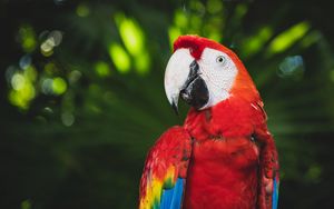 Free download Free Download Incredible Wallpapers 26 Parrot 4K Ultra HD  Wallpapers [1920x1200] for your Desktop, Mobile & Tablet | Explore 47+  Parrot Backgrounds | Parrot Wallpaper, Macaw Parrot Wallpaper, Parrot  Wallpapers Free Download