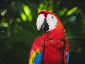 Preview wallpaper macaw, parrot, bird, color, bright, beak