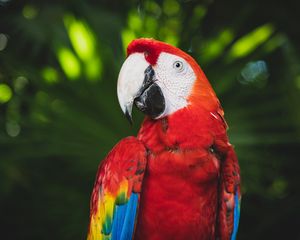 Preview wallpaper macaw, parrot, bird, color, bright, beak