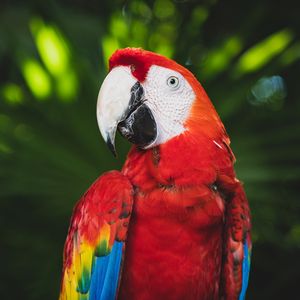 Preview wallpaper macaw, parrot, bird, color, bright, beak