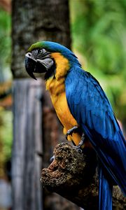 Preview wallpaper macaw, parrot, bird, color, beak